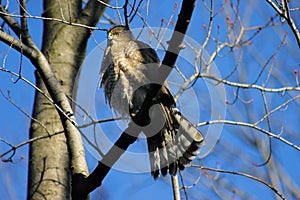 Accipiter Cooperii Coopers Hawk