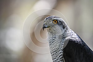 Accipiter gentilis - Iberian Goshawk, is a species of accipitriforme bird in the Accipitridae family photo