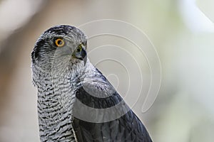 Accipiter gentilis - Iberian Goshawk, is a species of accipitriforme bird in the Accipitridae family photo