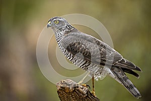 Accipiter nisus or The Common Sparrowhawk, is a species of accipitriforme bird in the Accipitridae family. photo