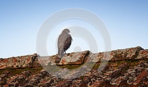 Accipiter nisus sitting on the roof and watching the surroundings