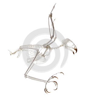 Accipiter Nisus Skeleton photo