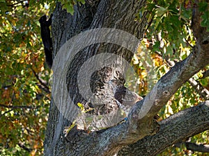 Accipitrinae on a tree branch, close-up