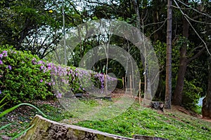 Acclimatization park in the city of sao paulo green plants and lilac flower