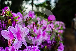 Acclimatization park in the city of sao paulo green plants and lilac flowers