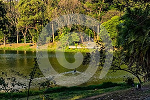 Acclimatization park in sao paulo brazil duck swimming