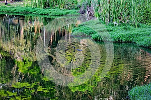 Acclimatization park in sao paulo capital in brazil duck swimming