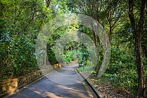 Acclimatization park sÃÂ£o paulo Brazil asphalt road for good walking photo