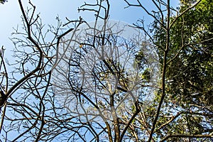 Acclimatization park sÃ£o paulo Brazil blue sky between tree