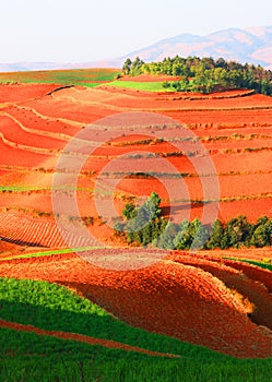 Accompanied by red trees land terraced landscape