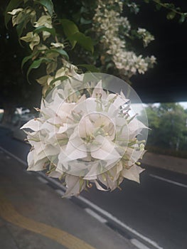 According to several studies, bougainvillea, or so-called paper flowers, are able to absorb dust and reduce odors from photo
