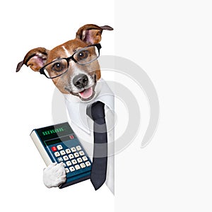 Accountant dog