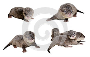 4 acction of baby otter