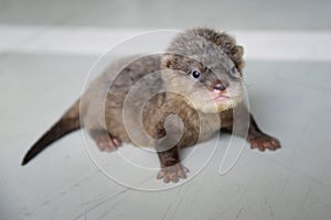 Baby otter photo