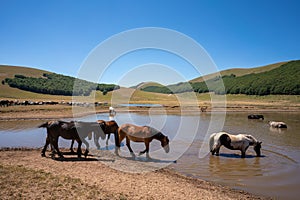 Accumoli, wild horses bathing in lake, Umbria photo