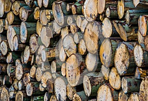 Accumulated fire wood, Deforestation of the forest, tree trunk pattern background