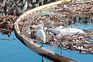 Accumulated trash swept to ocean after a rainy day in Bolsa Chica Bird Sanctuary, California. Unsightly and toxic pollution