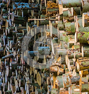 Accumulated tree logs, big pile of cut tree trunks, pattern of lumbered fire wood