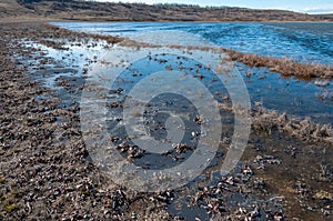 Accumulation of collembola on the surface in odes