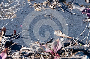 Accumulation of collembola on the surface in odes