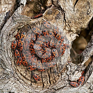 Accumulation of fire bugs Pyrrhocoris apterus