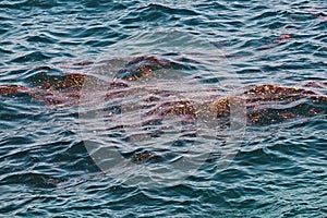 Accumulation of floating debris in seawater after storm