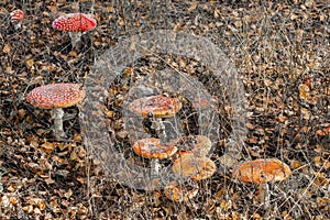 accumulation of fly agaric mushrooms in the forest