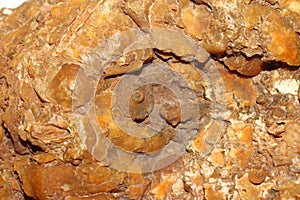 Accumulation of fossil fauna in stone