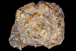 Accumulation of fossilized paleofauna in limestone rock on a black background