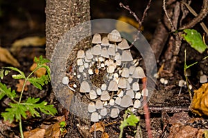 Accumulation of fungus Fairy inkcap
