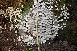 Accumulation of fungus Fairy inkcap