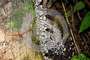 Accumulation of fungus Fairy inkcap photo