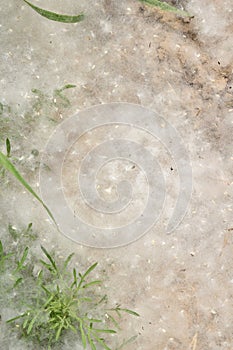 Accumulation of poplar fluff close-up