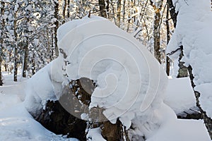 The accumulation of snow in the winter forest