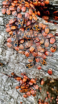 Accumulation of young red bed bugs soldier Pyrrhocoris apterus sitting on a tree stump.