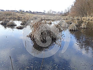 The accumulations of dry grass in the swampy river