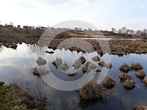 The accumulations of dry grass in the swampy river