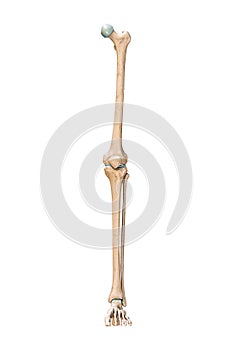 Accurate anterior or front view of the leg or lower limb bones of the human skeletal system isolated on white background 3D