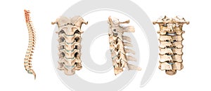 Accurate human cervical vertebrae or bones isolated on white background 3D rendering illustration. Anterior, lateral and posterior