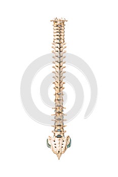 Accurate posterior or back view of human spine bones or vertebrae isolated on white background 3D rendering illustration. Blank