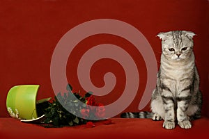 Accused cat and broken pot of flowers