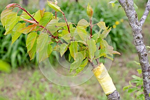 accustomed growing graft of apricot to plum. Green leaves on the scion