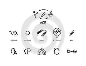 ACE, Angiotensin Converting Enzyme icons set, line color  illustration