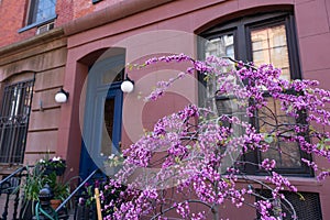 Ace of Hearts Redbud Tree next to a Row of Old Residential Buildings in the East Village of New York City during Spring