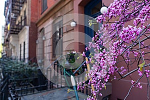 Ace of Hearts Redbud Tree next to a Row of Old Residential Buildings in the East Village of New York City during Spring