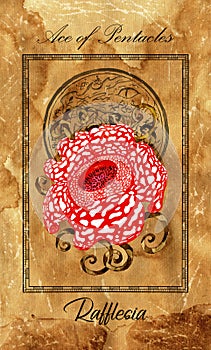 Ace of pentacles. Minor Arcana tarot card with Rafflesia and magic seal photo