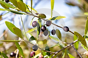 Acebuche, spanish wild olive. Its scientific name is Olea Europaea or sylvestris, it is therefore the same species of the olive