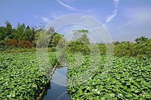 Acequia in plants on sunny summer day