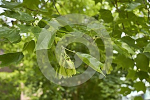 Acer buergerianum close up