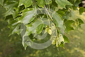 Acer buergerianum close up